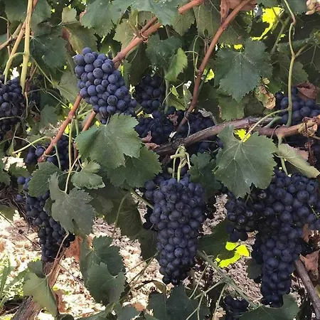 Lejlighed En Le Clos De La Cerise Châteauneuf-du-Pape